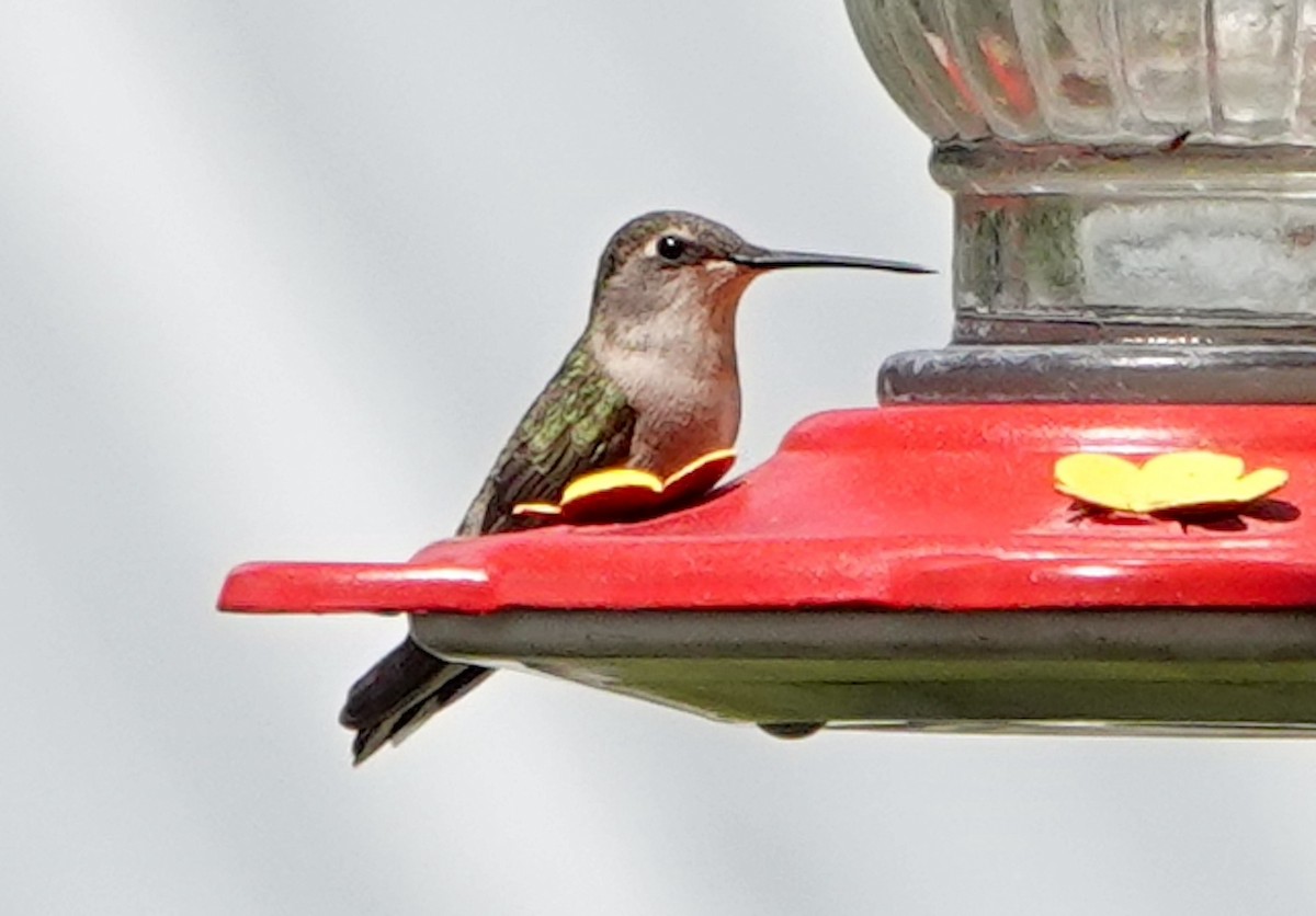 Colibrí Gorjinegro - ML620193006