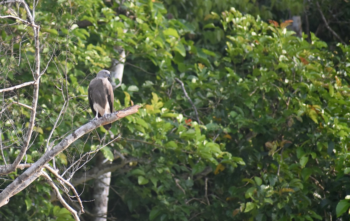 Lesser Fish-Eagle - ML620193009