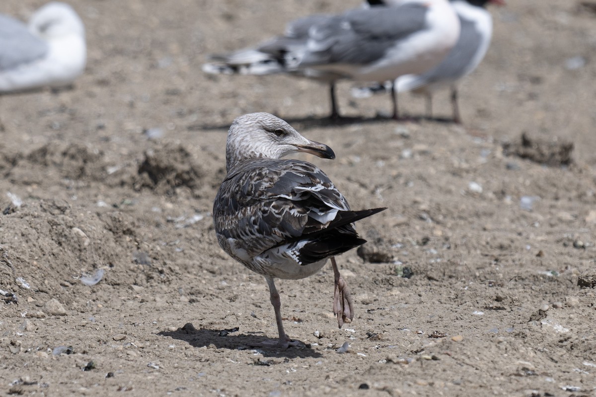 Gaviota Sombría - ML620193013