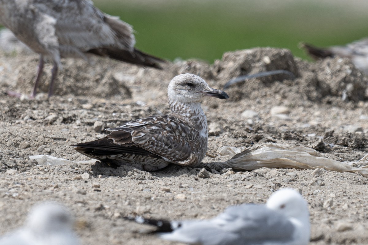 Gaviota Sombría - ML620193020