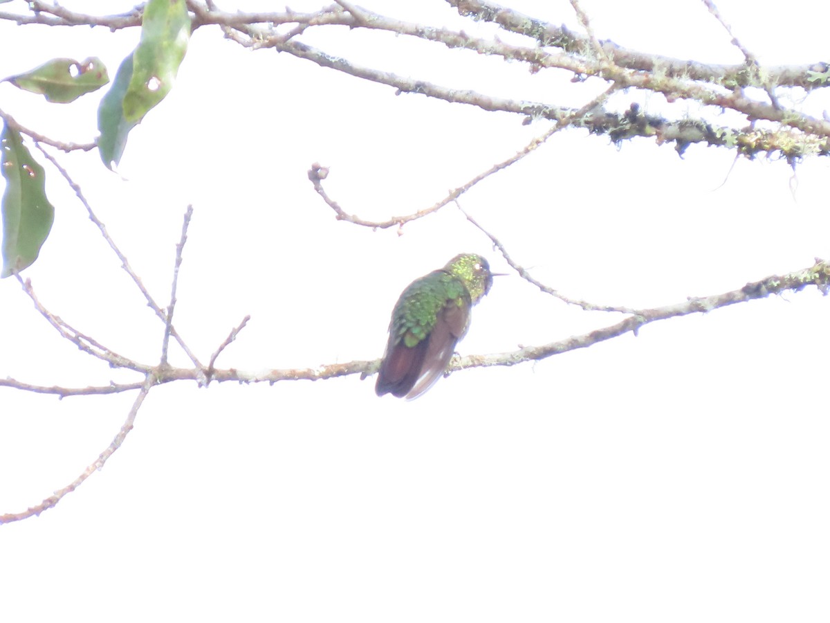 kolibřík dřišťálový - ML620193027