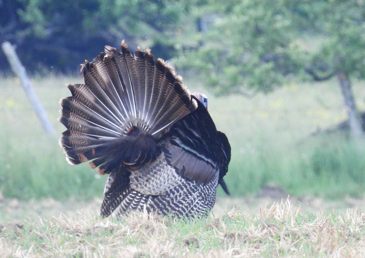 Wild Turkey - ML620193031