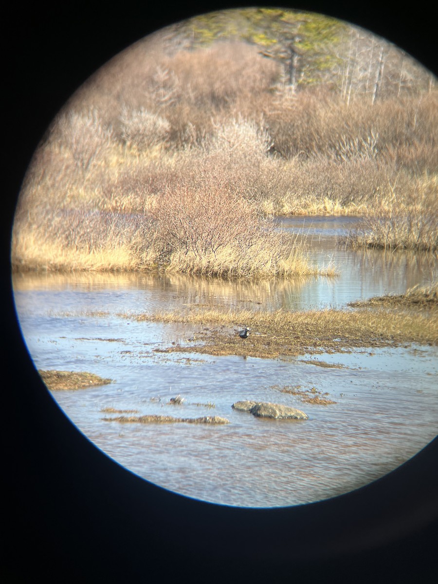 Black-bellied Plover - ML620193037