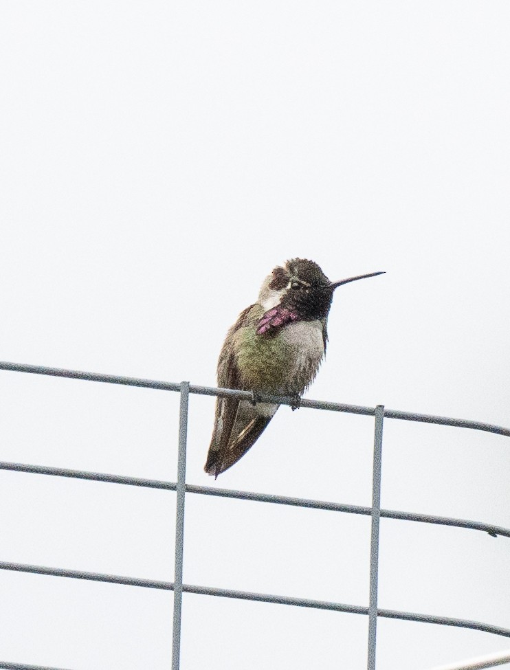 Costa's Hummingbird - ML620193039