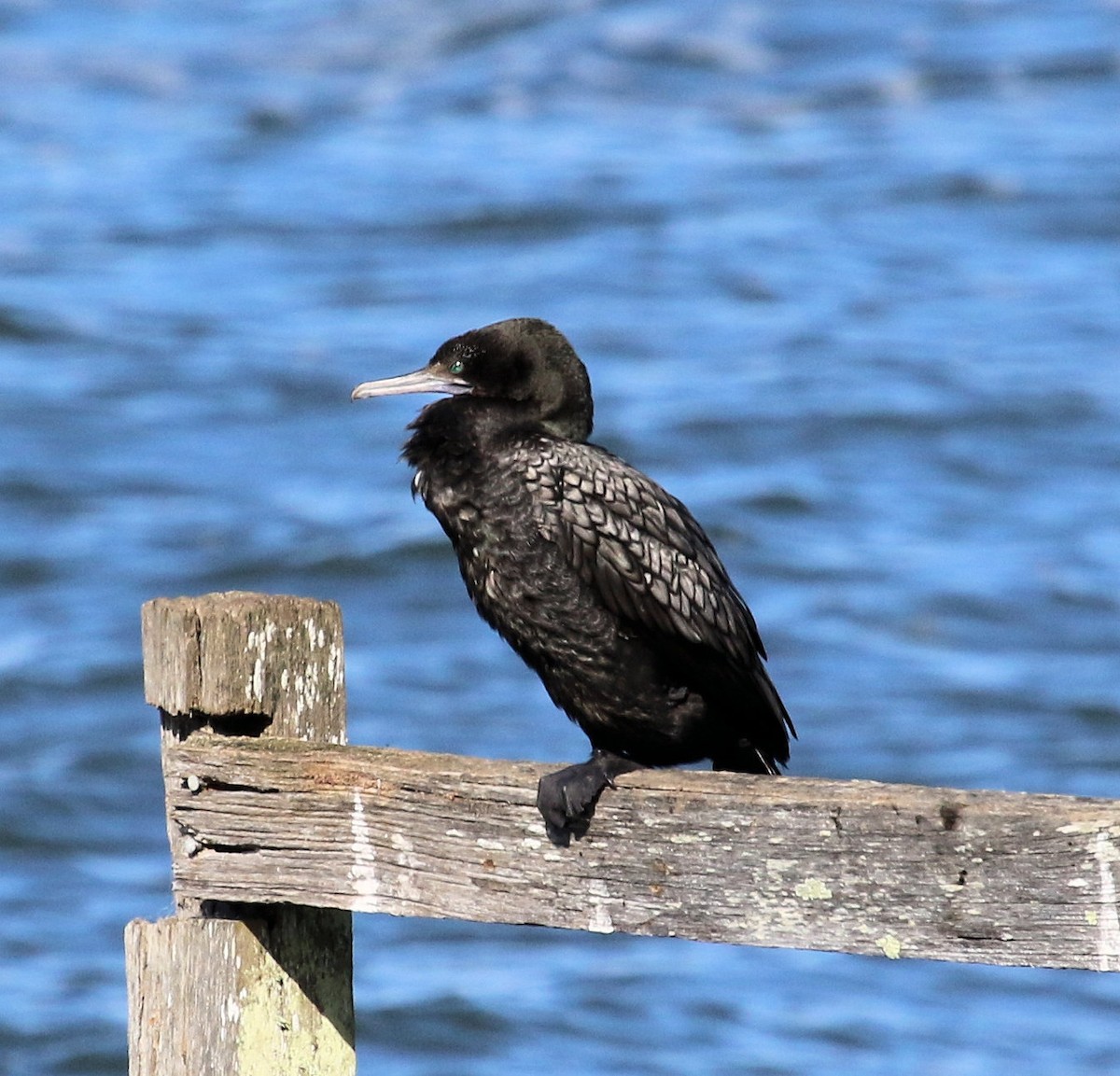 Little Black Cormorant - ML620193041