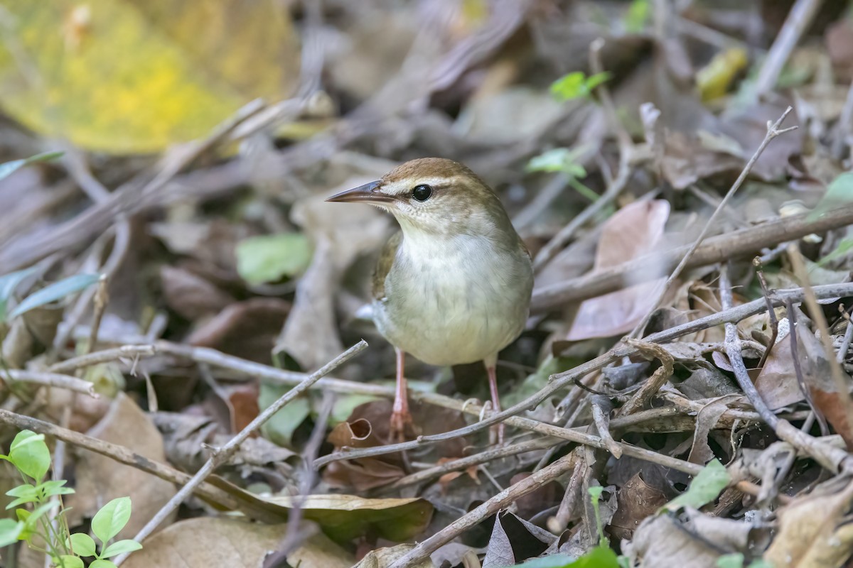 Swainsonwaldsänger - ML620193049