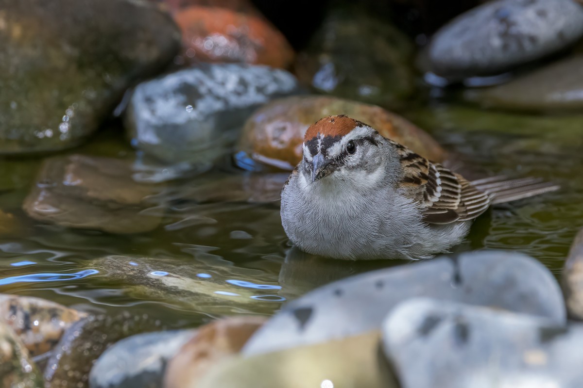 Chipping Sparrow - ML620193054