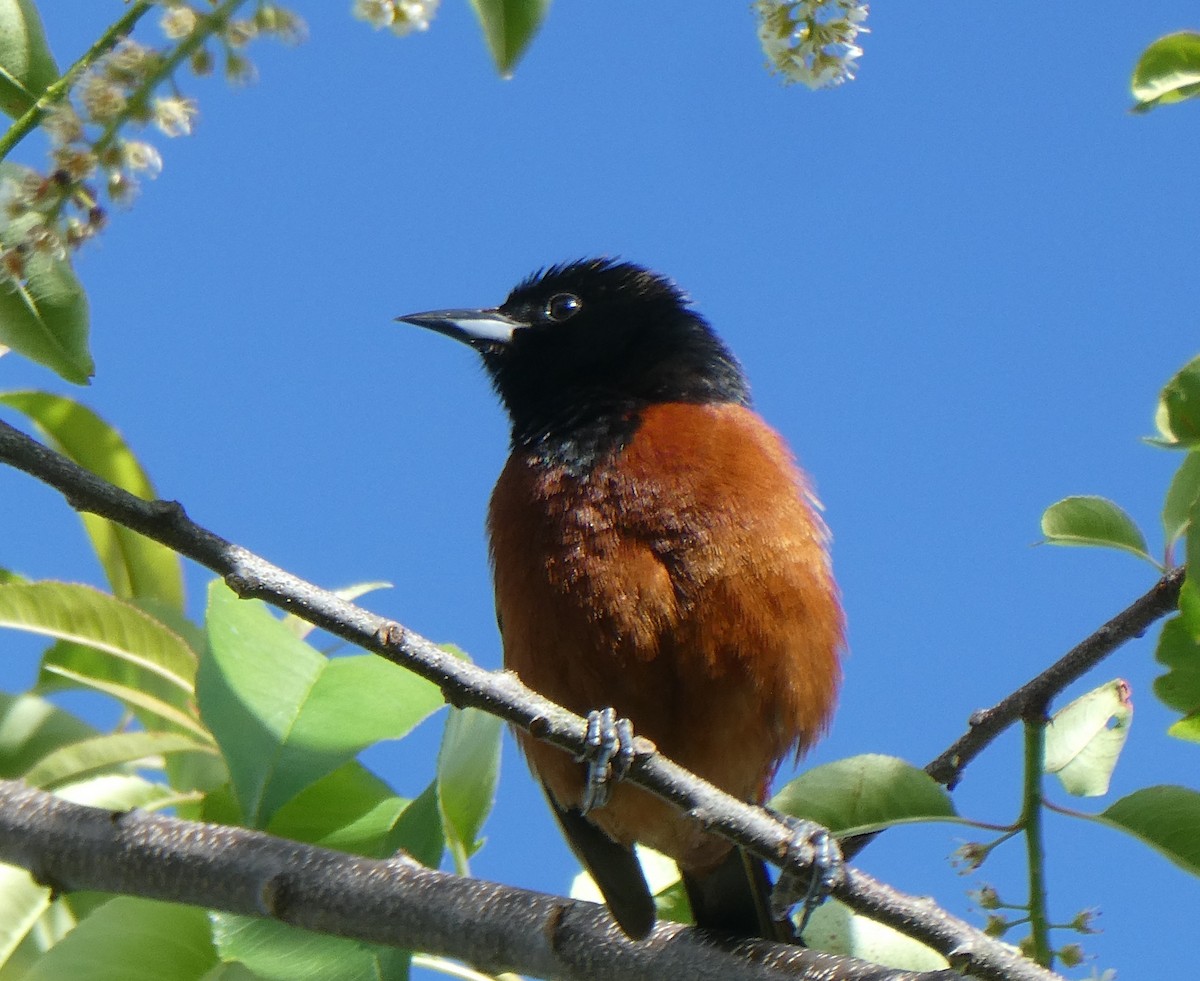 Orchard Oriole - ML620193058