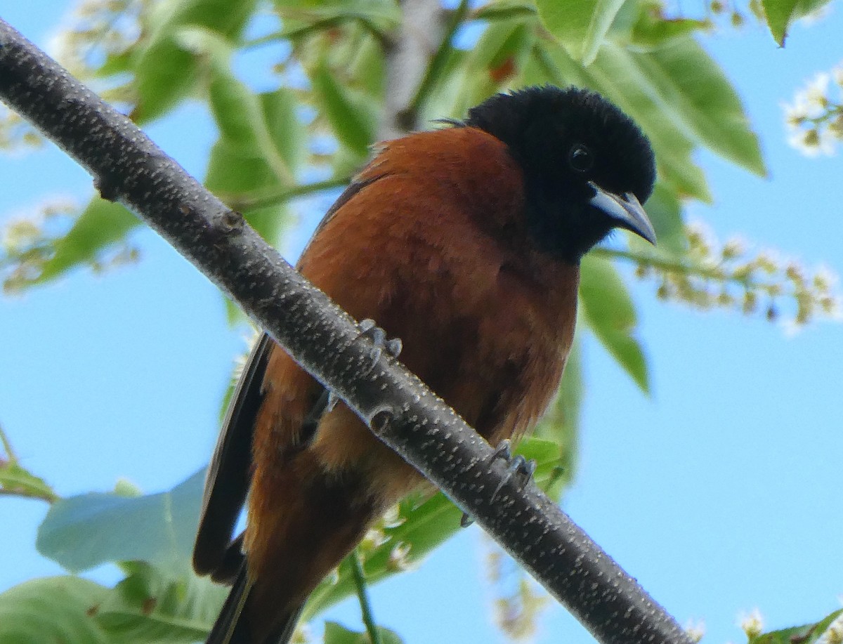 Orchard Oriole - ML620193059