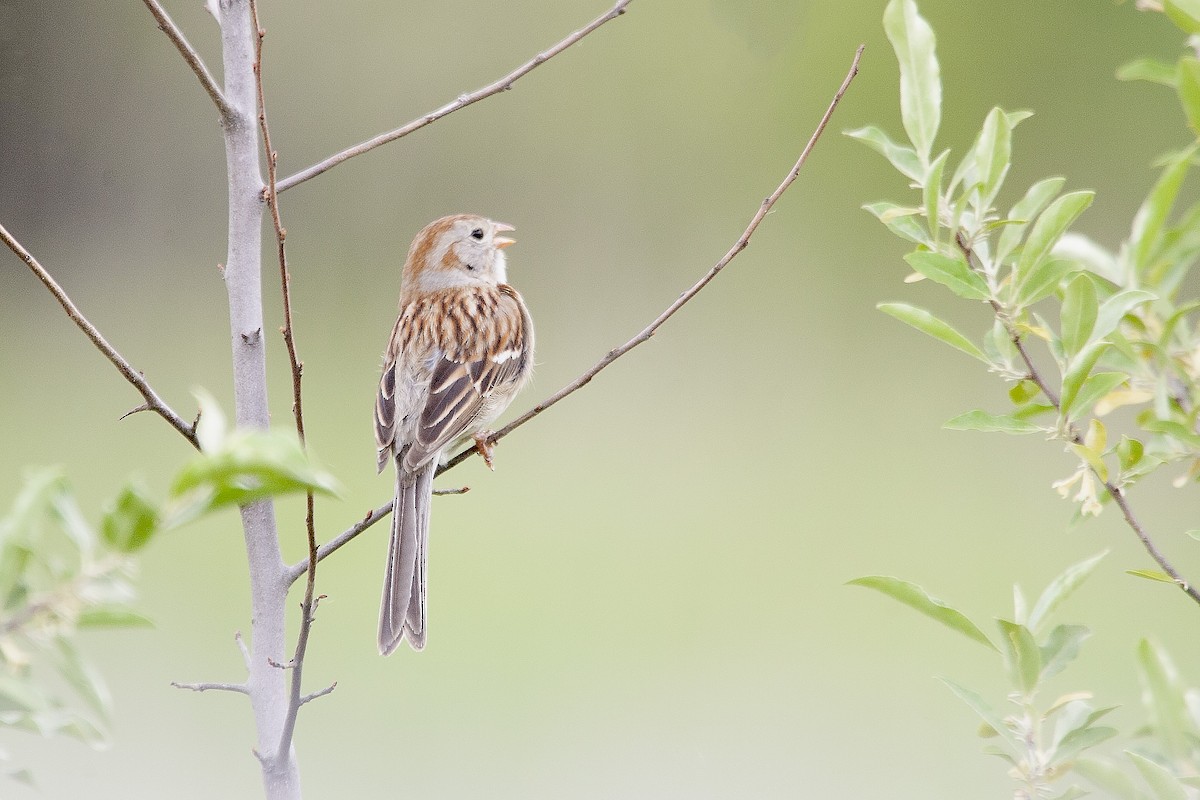 Field Sparrow - ML620193066