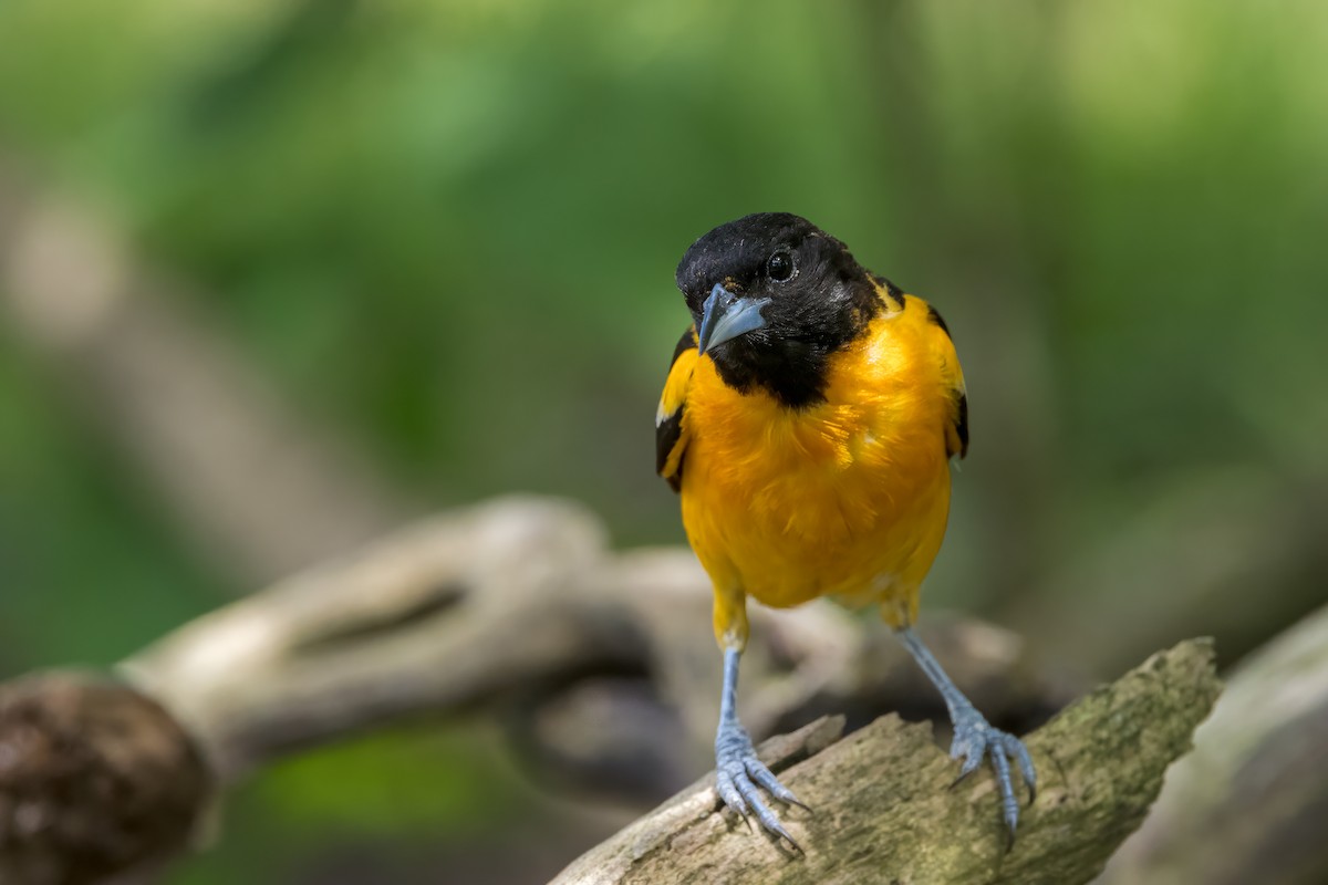 Baltimore Oriole - ML620193071