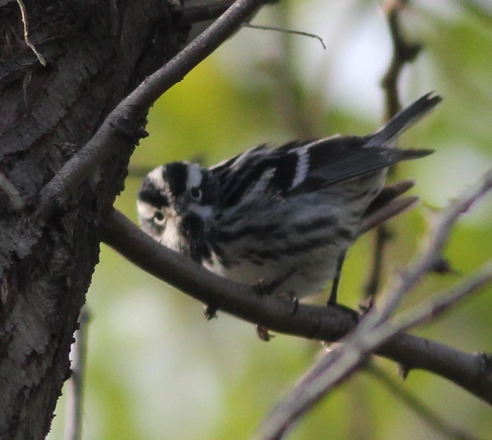 Black-and-white Warbler - ML620193074