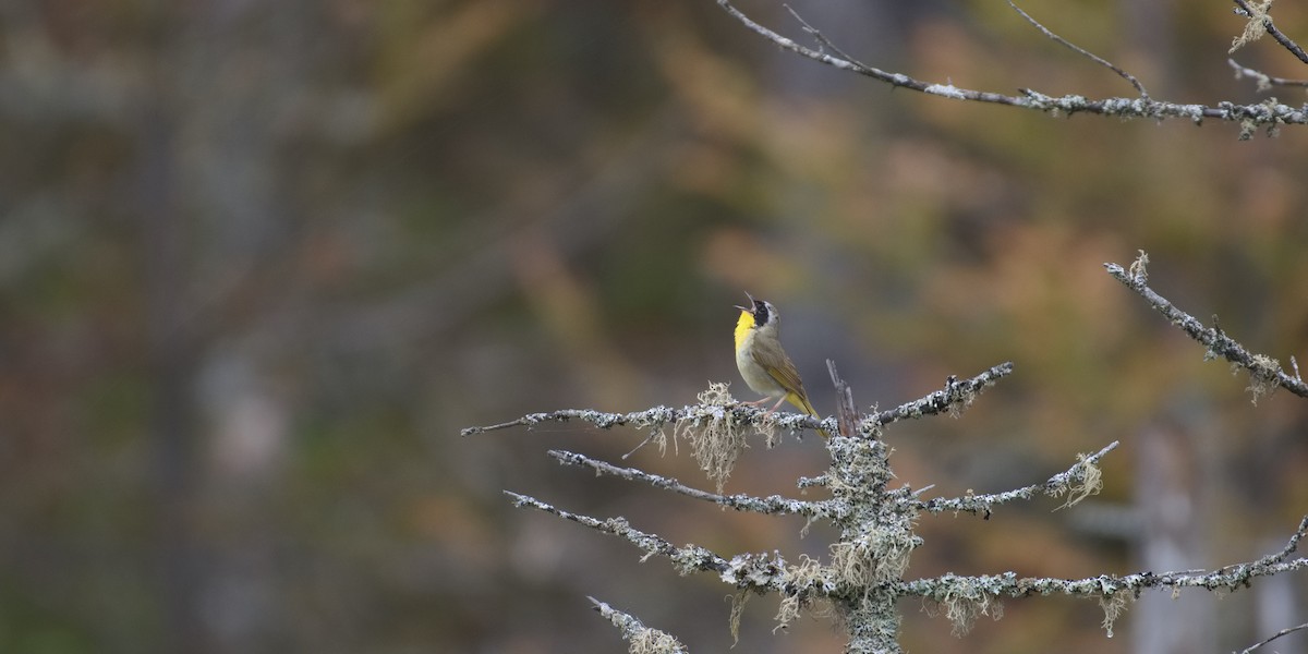 Common Yellowthroat - ML620193086