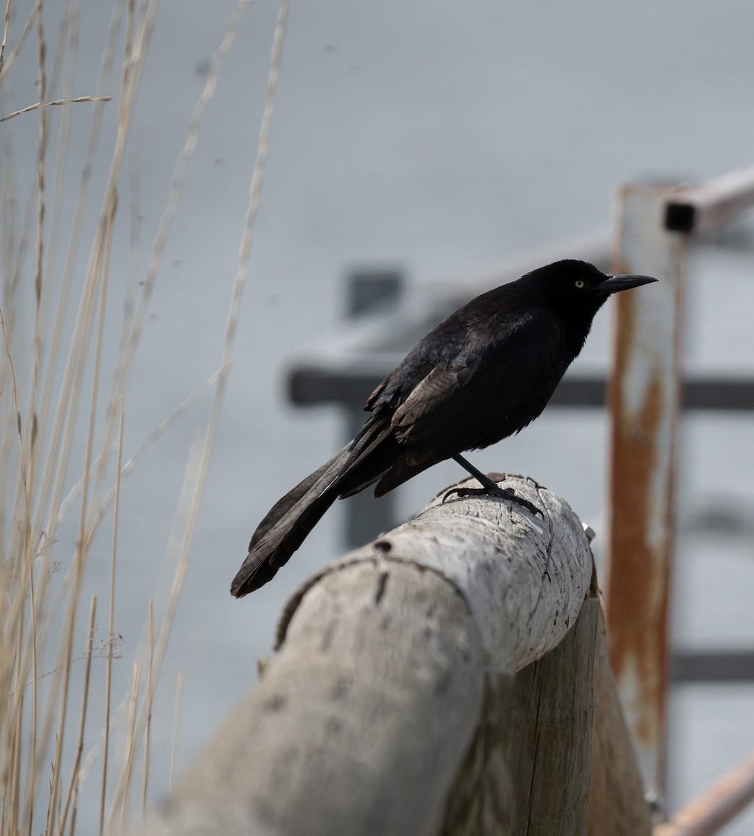 Great-tailed Grackle - ML620193091