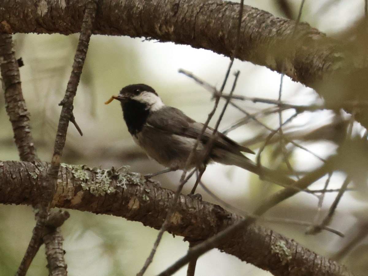 Mexican Chickadee - ML620193093