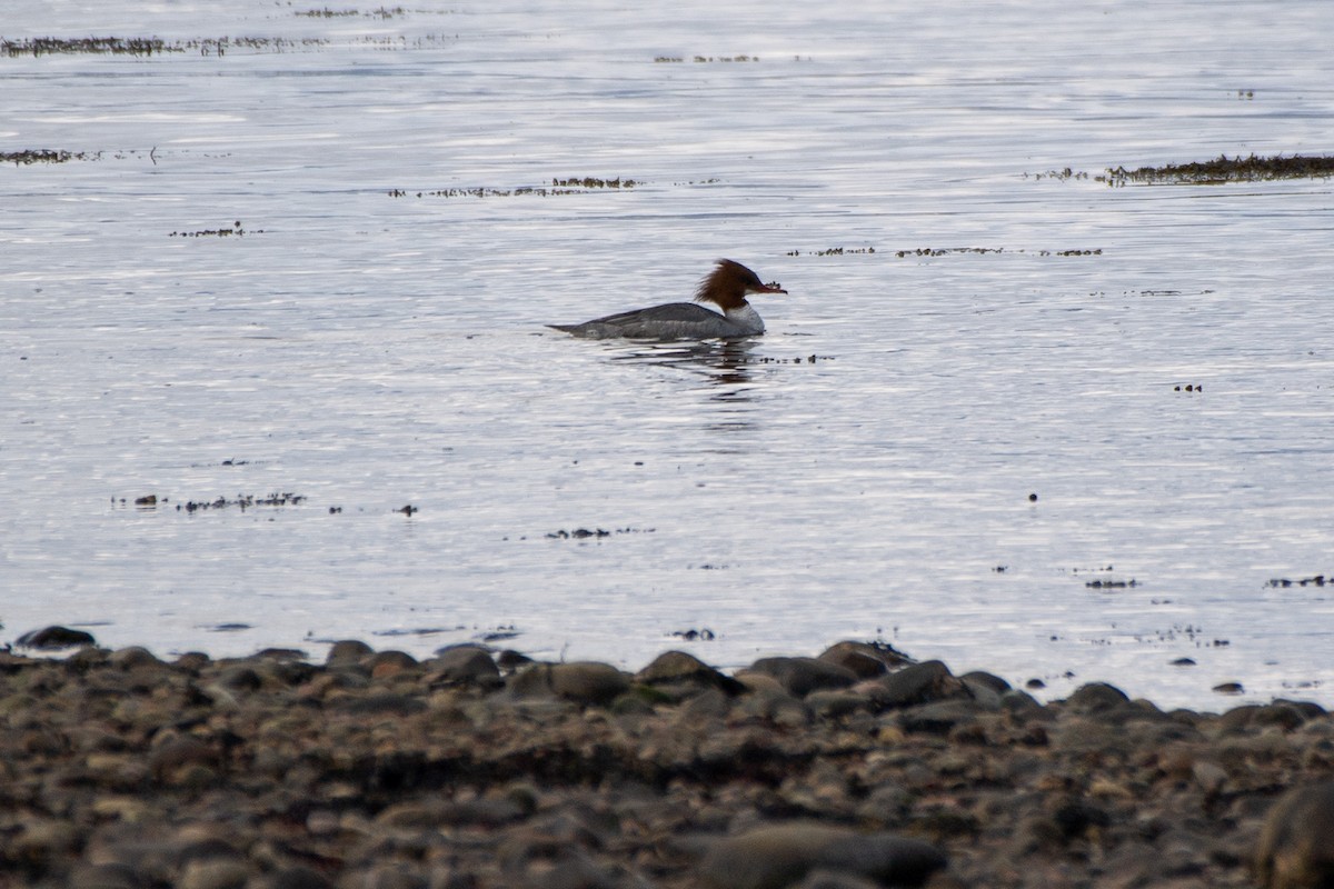 Common Merganser - ML620193097