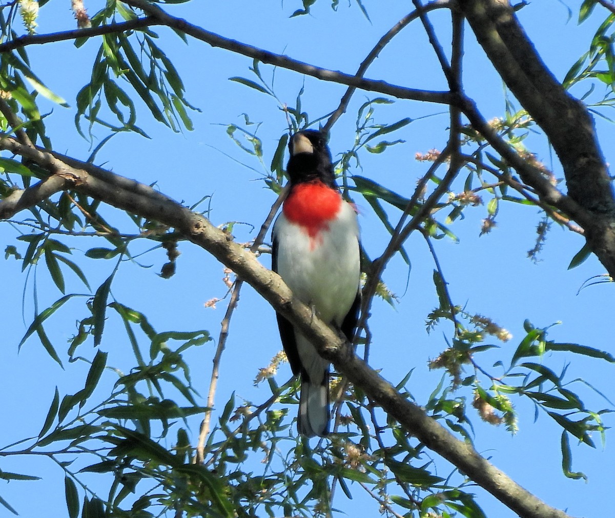 Rose-breasted Grosbeak - ML620193103