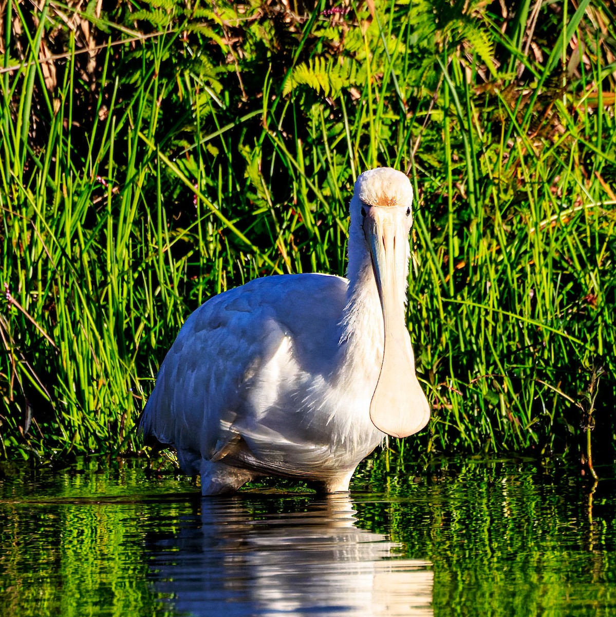 Yellow-billed Spoonbill - ML620193108