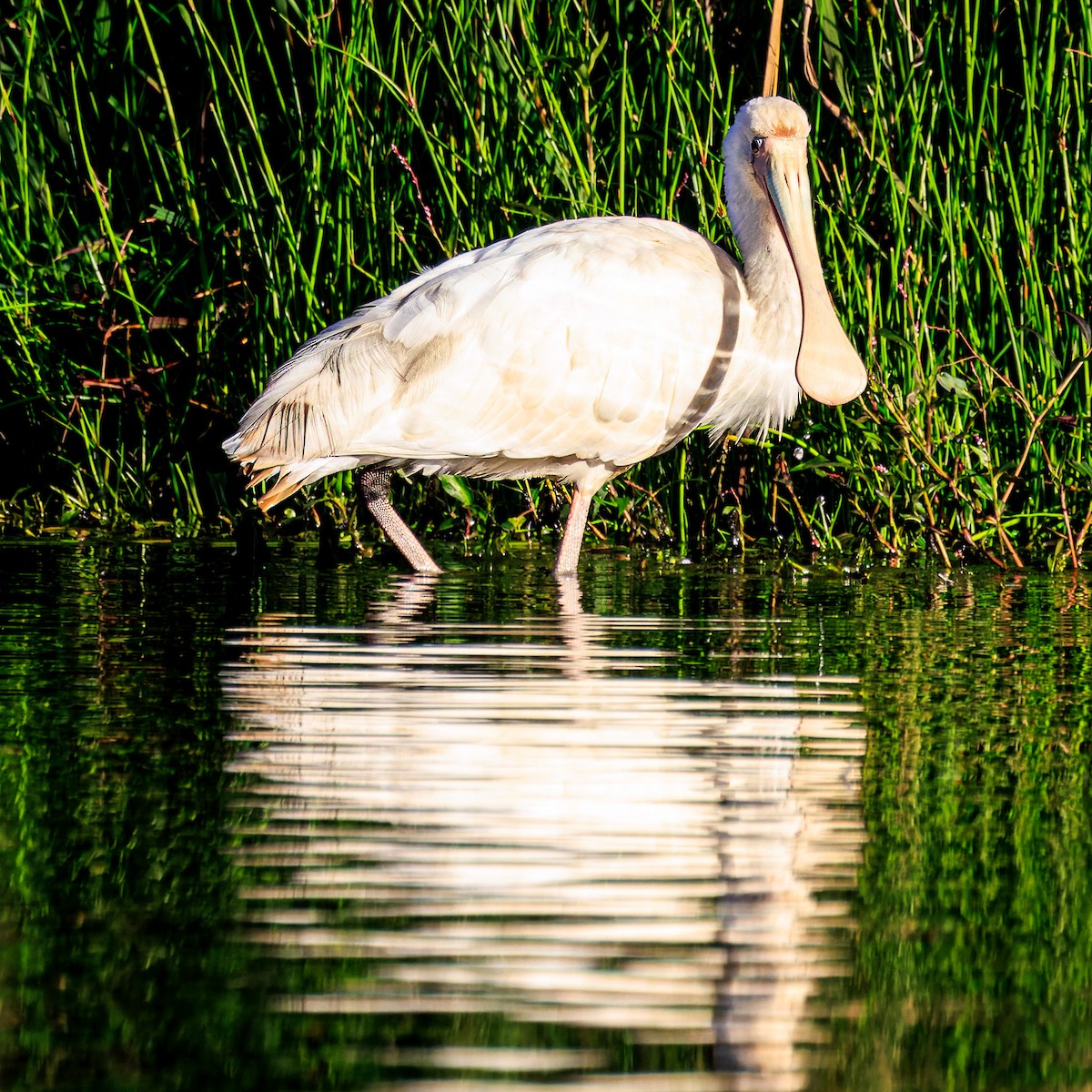 Yellow-billed Spoonbill - ML620193109