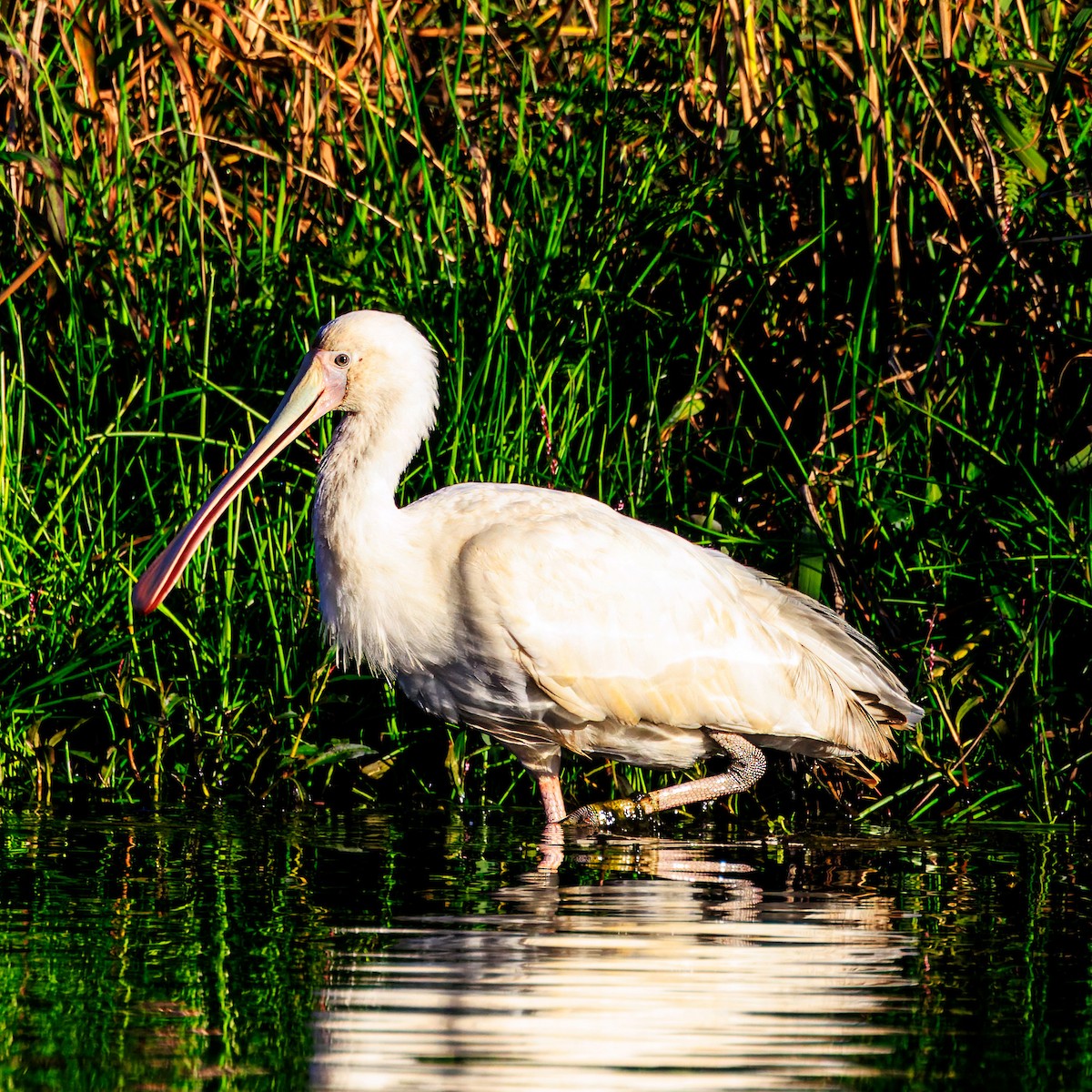 Yellow-billed Spoonbill - ML620193110