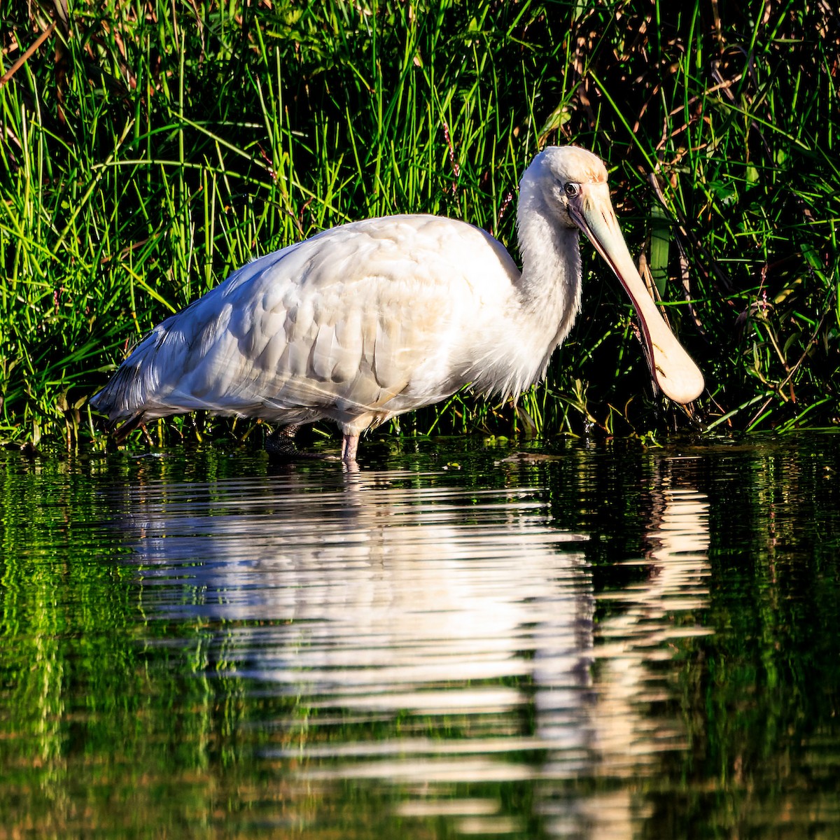 Yellow-billed Spoonbill - ML620193112