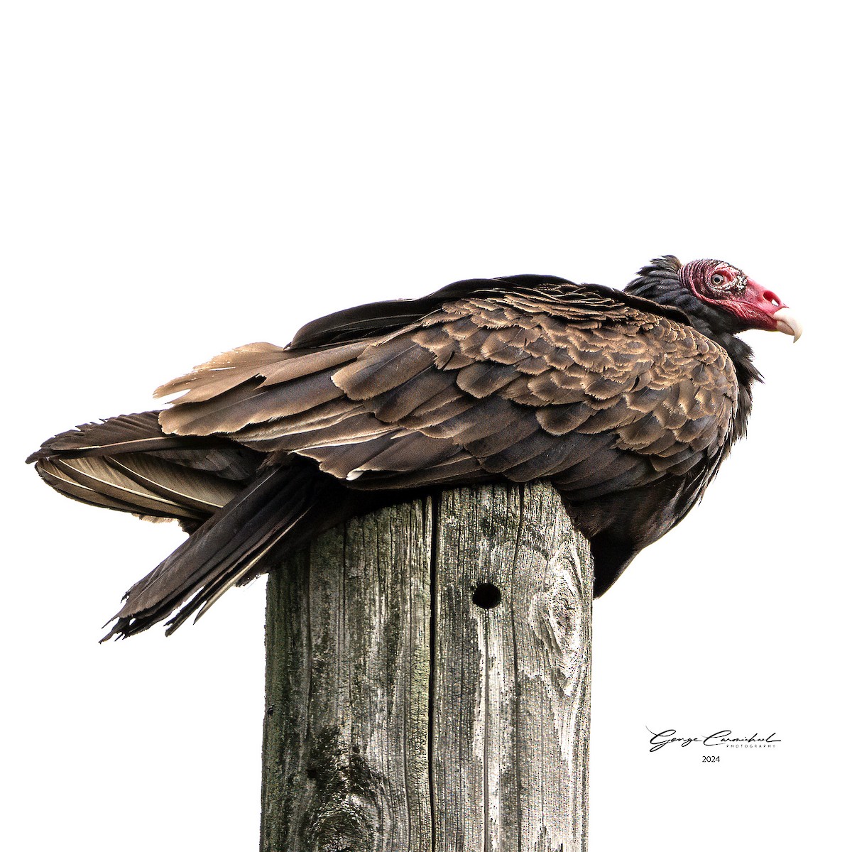 Turkey Vulture - ML620193117