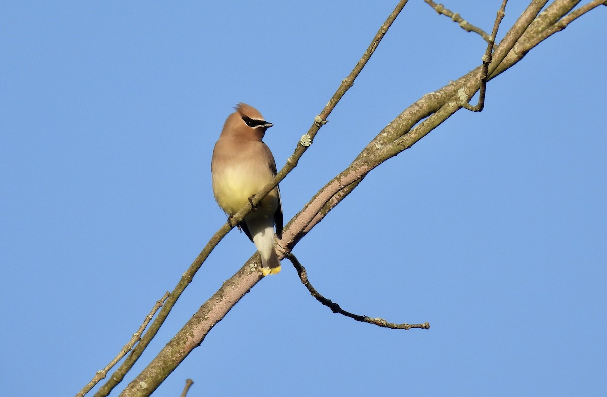 Cedar Waxwing - ML620193119