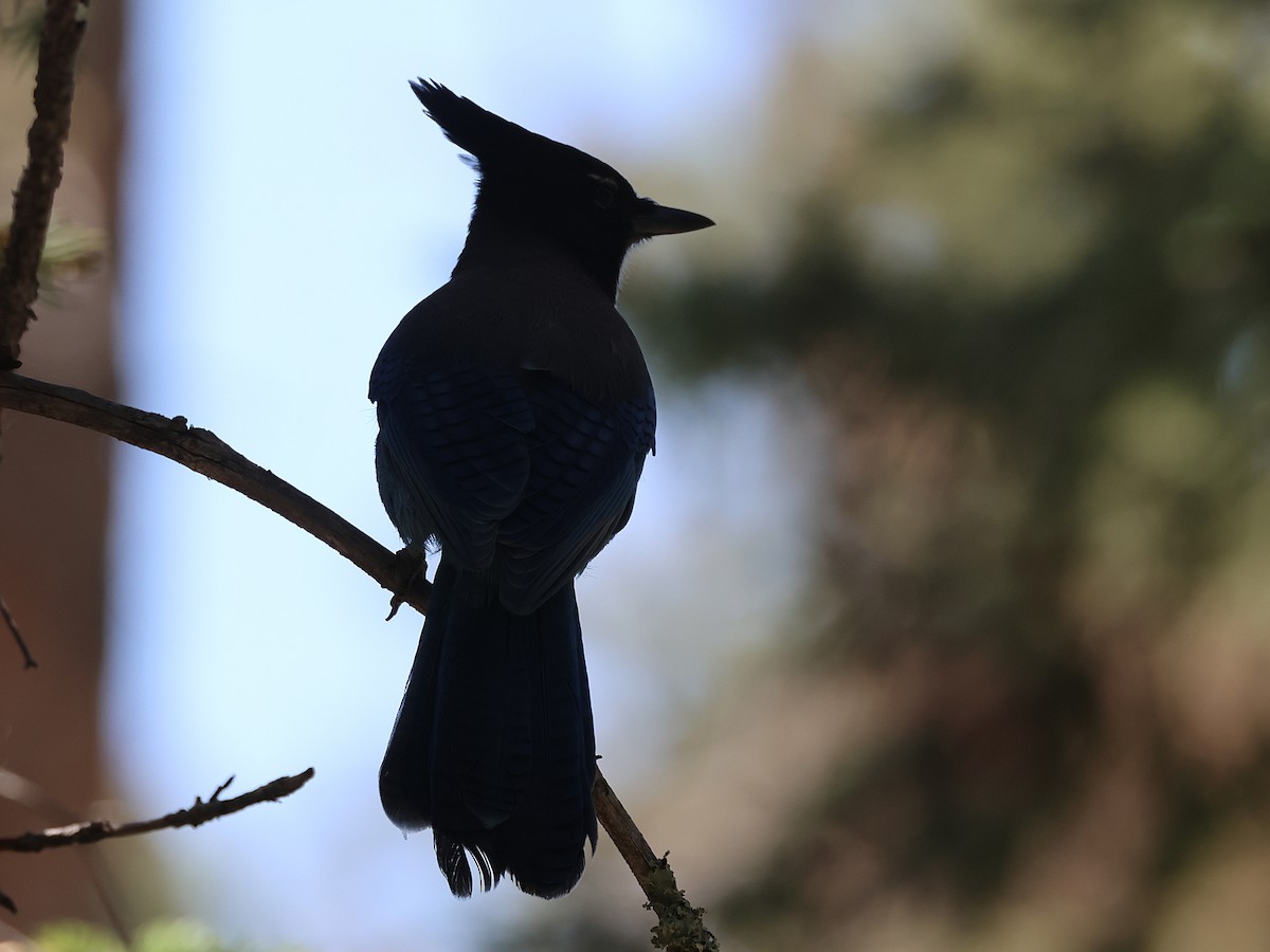 Steller's Jay (Southwest Interior) - ML620193137