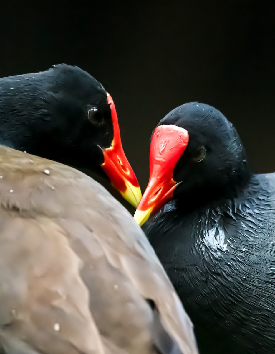 Gallinule d'Amérique - ML620193138