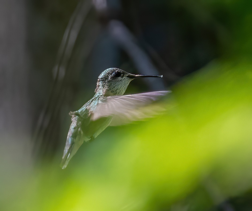 Calliope Hummingbird - ML620193146