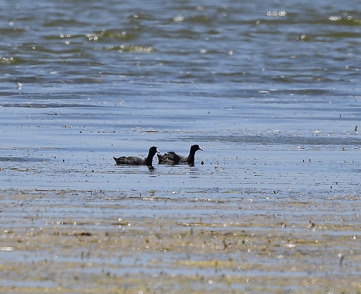 American Coot - ML620193148