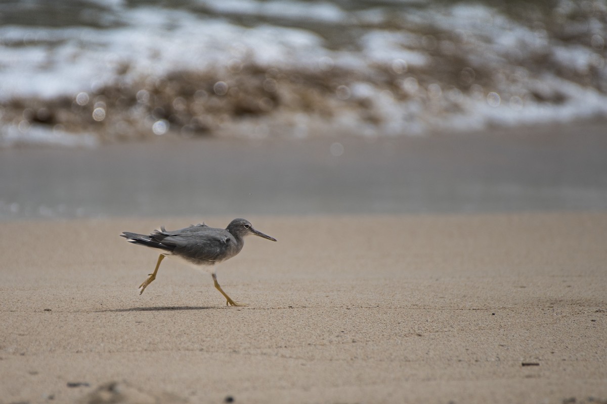 Wandering Tattler - ML620193149