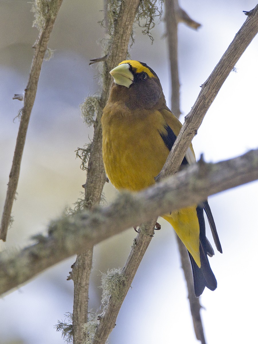 Evening Grosbeak - Alan Versaw