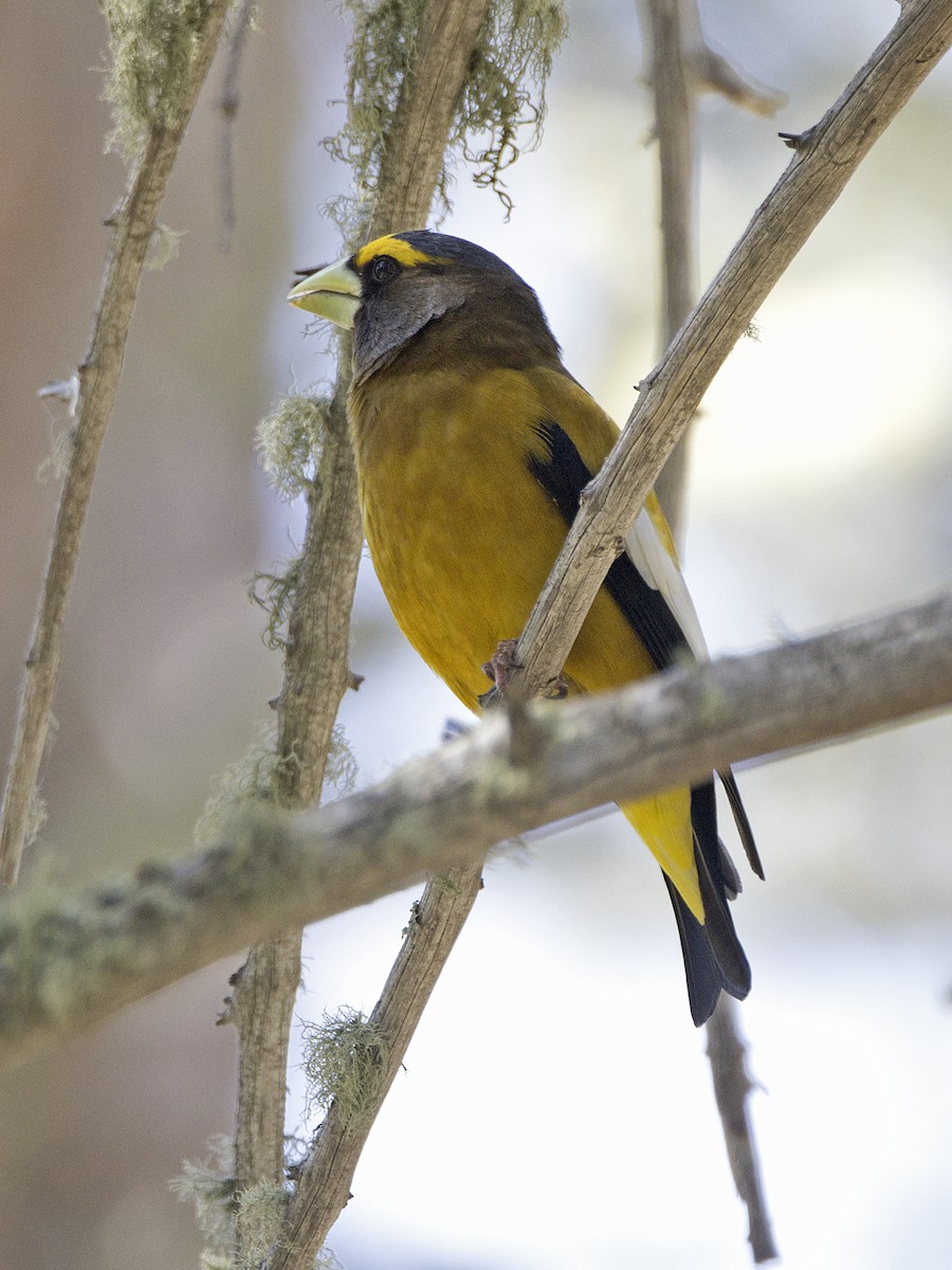 Evening Grosbeak - ML620193157