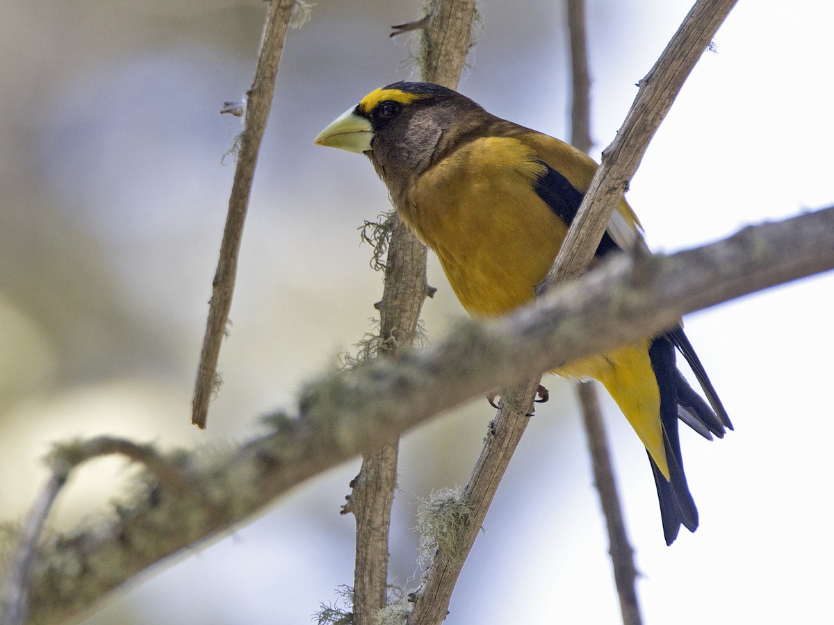 Evening Grosbeak - ML620193158