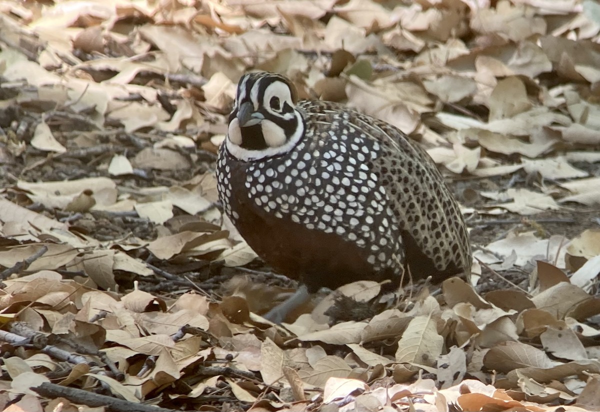 Montezuma Quail - ML620193182