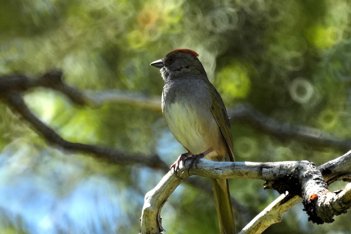 Green-tailed Towhee - ML620193183