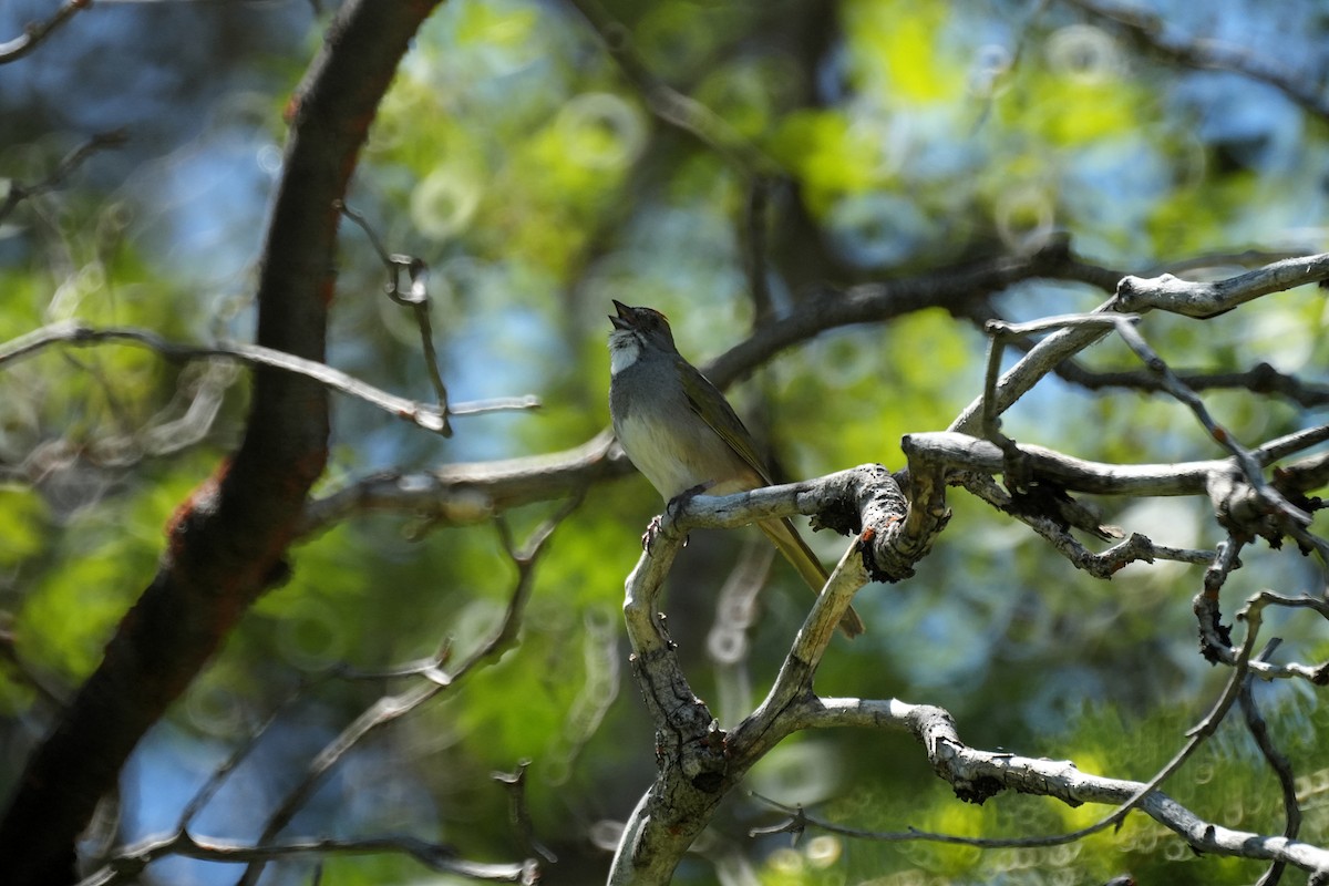 Green-tailed Towhee - ML620193184