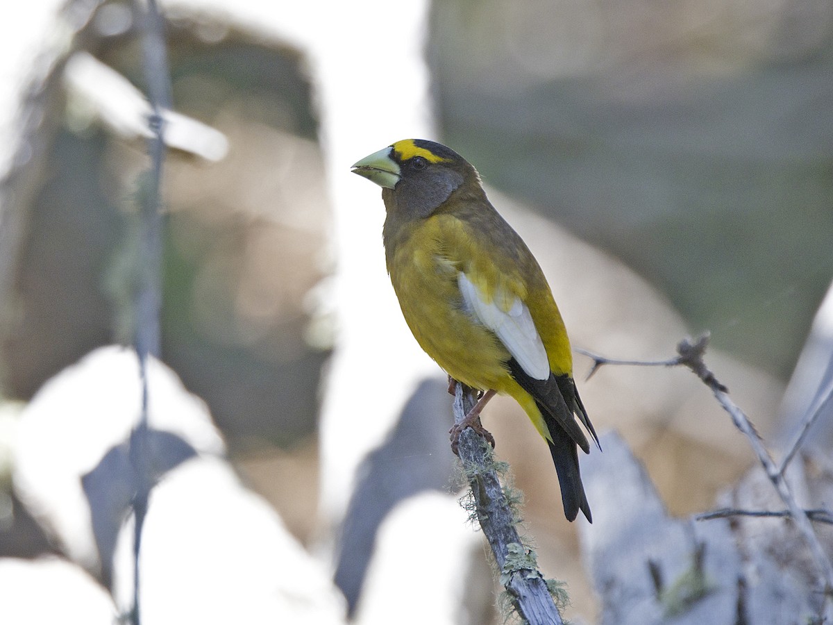 Evening Grosbeak - ML620193188