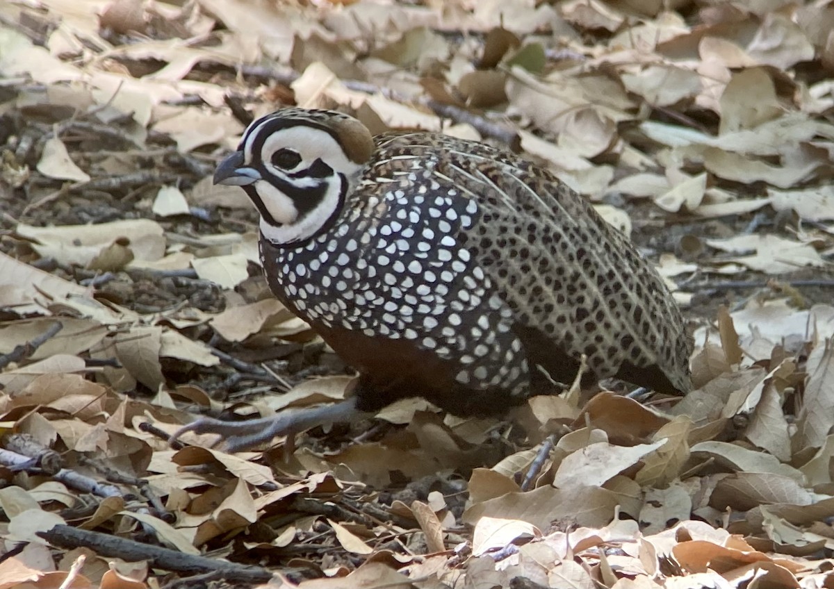 Montezuma Quail - ML620193200