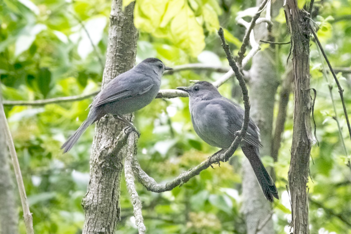 Gray Catbird - ML620193204