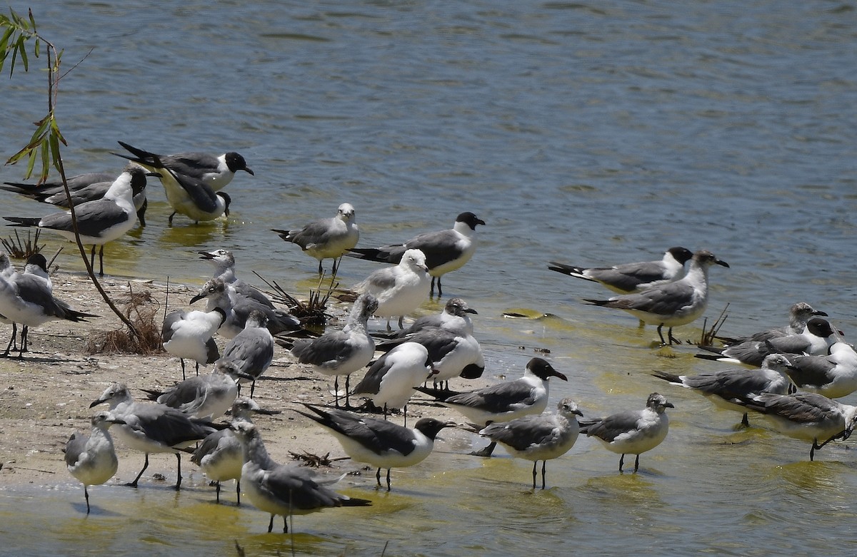 Ring-billed Gull - ML620193207