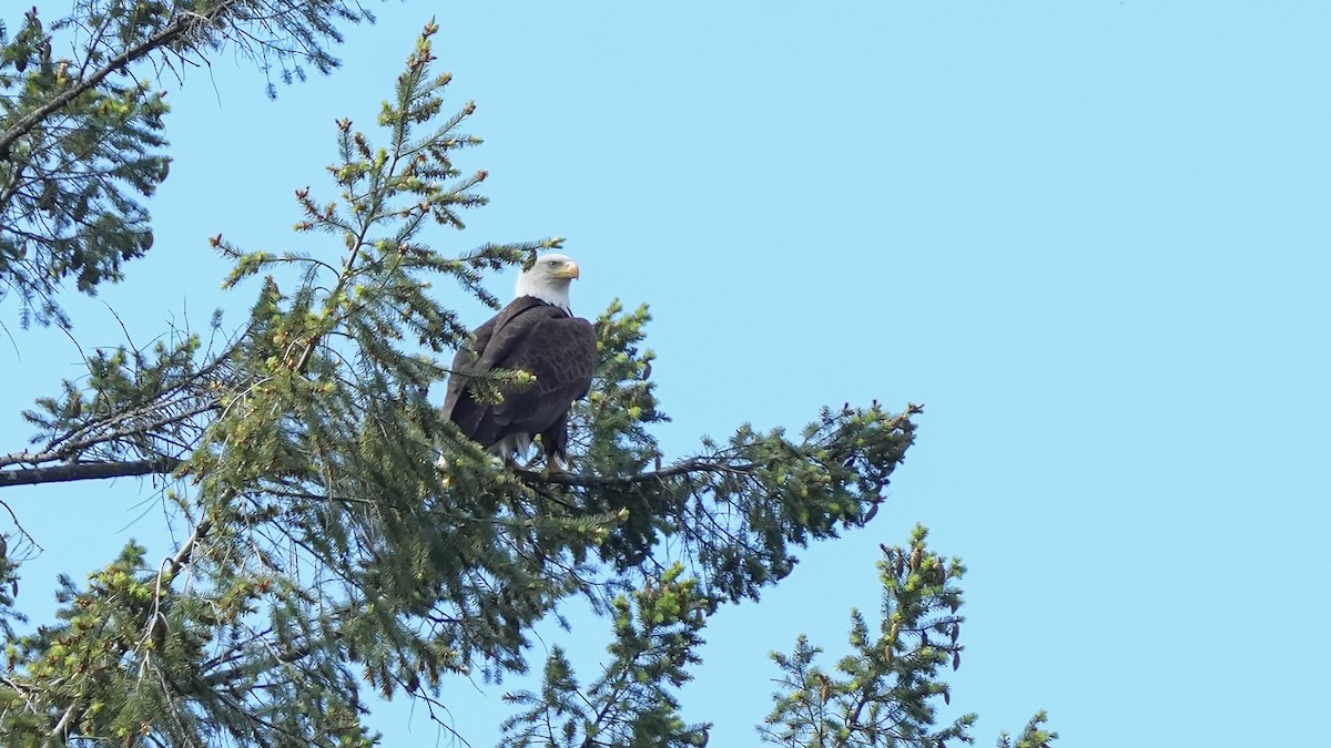 Bald Eagle - ML620193210