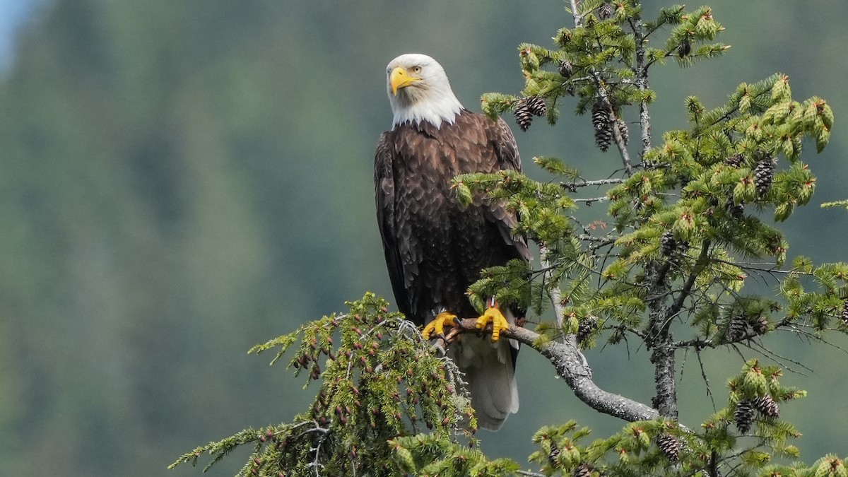 Bald Eagle - ML620193211