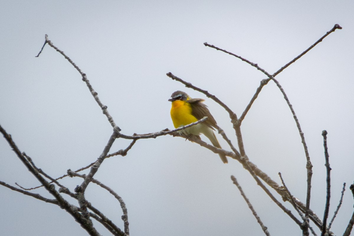 Yellow-breasted Chat - ML620193213