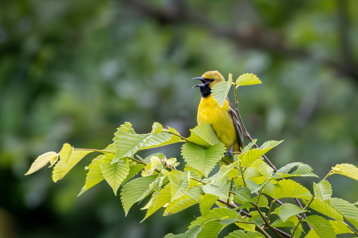 Orchard Oriole - ML620193215