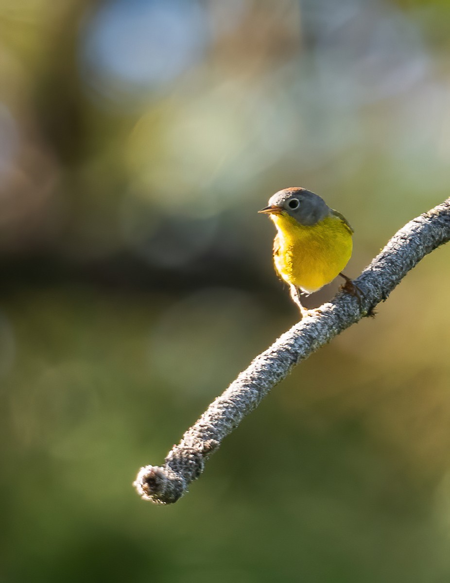 Paruline à joues grises - ML620193218