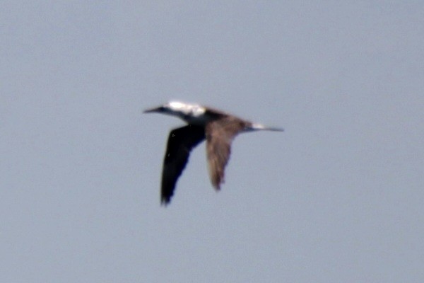 Northern Gannet - ML620193220