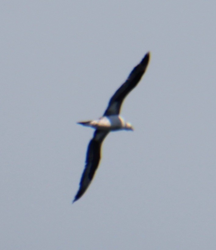 Northern Gannet - ML620193224