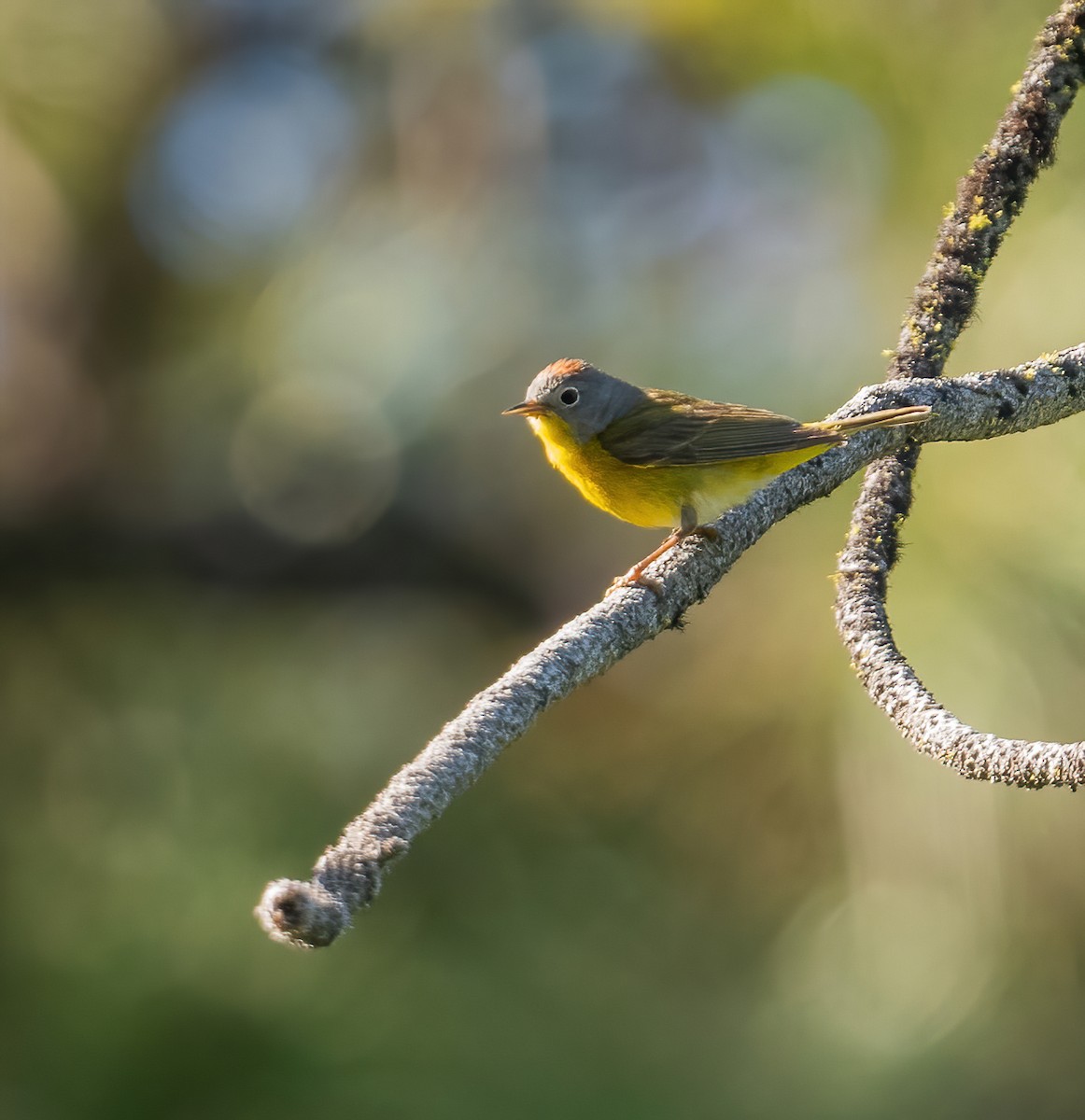 Rubinfleck-Waldsänger - ML620193227